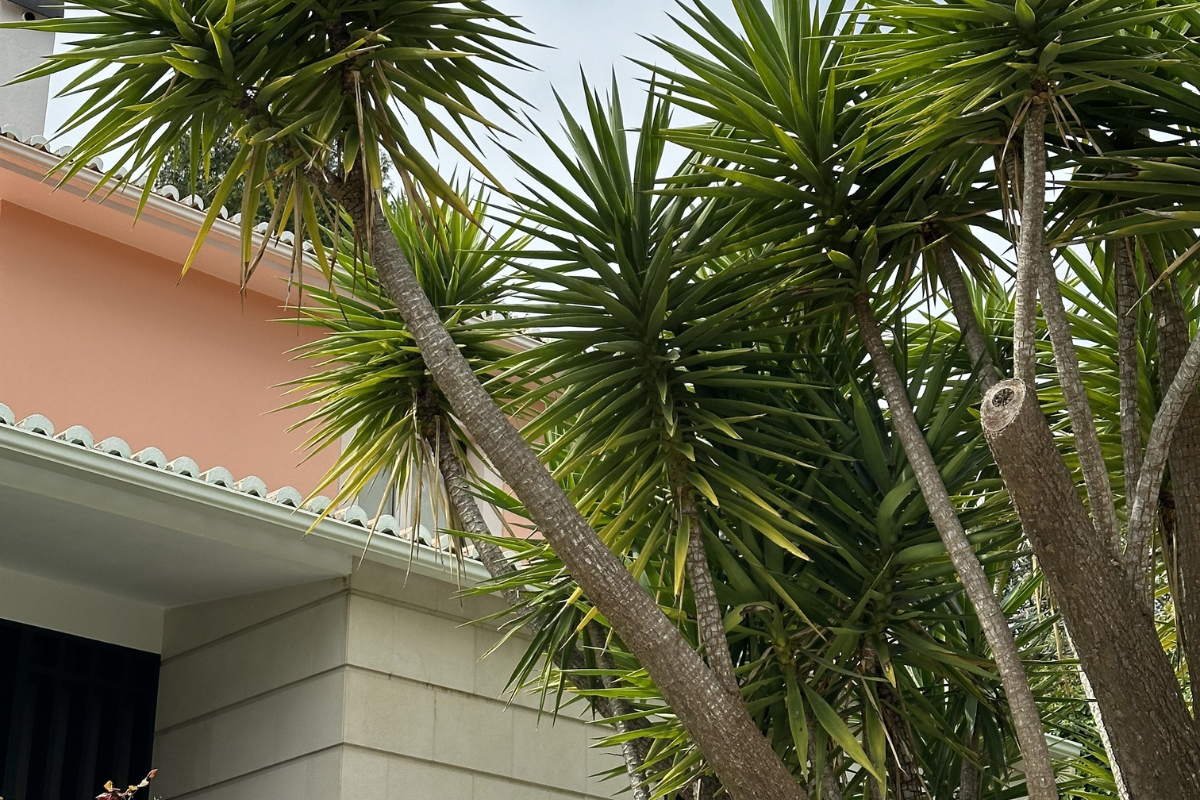 Removing yucca tree